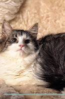 Norwegian Forest Cat Affirmations Workbook Norwegian Forest Cat Presents: Positive and Loving Affirmations Workbook. Includes: Mentoring Questions, Guidance, Supporting You.