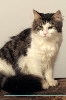 Norwegian Forest Cat Affirmations Workbook Norwegian Forest Cat Presents: Positive and Loving Affirmations Workbook. Includes: Mentoring Questions, Guidance, Supporting You.