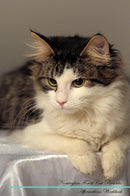 Norwegian Forest Cat Affirmations Workbook Norwegian Forest Cat Presents: Positive and Loving Affirmations Workbook. Includes: Mentoring Questions, Guidance, Supporting You.
