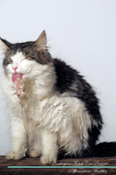 Norwegian Forest Cat Affirmations Workbook Norwegian Forest Cat Presents: Positive and Loving Affirmations Workbook. Includes: Mentoring Questions, Guidance, Supporting You.