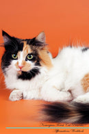 Norwegian Forest Cat Affirmations Workbook Norwegian Forest Cat Presents: Positive and Loving Affirmations Workbook. Includes: Mentoring Questions, Guidance, Supporting You.