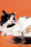 Norwegian Forest Cat Affirmations Workbook Norwegian Forest Cat Presents: Positive and Loving Affirmations Workbook. Includes: Mentoring Questions, Guidance, Supporting You.