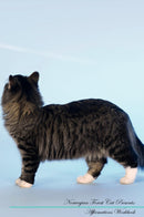 Norwegian Forest Cat Affirmations Workbook Norwegian Forest Cat Presents: Positive and Loving Affirmations Workbook. Includes: Mentoring Questions, Guidance, Supporting You.