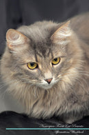 Norwegian Forest Cat Affirmations Workbook Norwegian Forest Cat Presents: Positive and Loving Affirmations Workbook. Includes: Mentoring Questions, Guidance, Supporting You.
