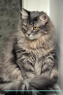 Norwegian Forest Cat Affirmations Workbook Norwegian Forest Cat Presents: Positive and Loving Affirmations Workbook. Includes: Mentoring Questions, Guidance, Supporting You.