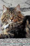 Norwegian Forest Cat Affirmations Workbook Norwegian Forest Cat Presents: Positive and Loving Affirmations Workbook. Includes: Mentoring Questions, Guidance, Supporting You.