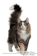 Norwegian Forest Cat Affirmations Workbook Norwegian Forest Cat Presents: Positive and Loving Affirmations Workbook. Includes: Mentoring Questions, Guidance, Supporting You.