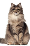 Norwegian Forest Cat Affirmations Workbook Norwegian Forest Cat Presents: Positive and Loving Affirmations Workbook. Includes: Mentoring Questions, Guidance, Supporting You.