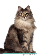 Norwegian Forest Cat Affirmations Workbook Norwegian Forest Cat Presents: Positive and Loving Affirmations Workbook. Includes: Mentoring Questions, Guidance, Supporting You.