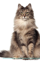 Norwegian Forest Cat Affirmations Workbook Norwegian Forest Cat Presents: Positive and Loving Affirmations Workbook. Includes: Mentoring Questions, Guidance, Supporting You.