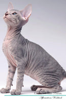 Oriental Shorthair Affirmations Workbook Oriental Shorthair Presents: Positive and Loving Affirmations Workbook. Includes: Mentoring Questions, Guidance, Supporting You.