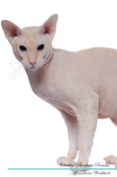 Oriental Shorthair Affirmations Workbook Oriental Shorthair Presents: Positive and Loving Affirmations Workbook. Includes: Mentoring Questions, Guidance, Supporting You.