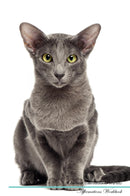 Oriental Shorthair Affirmations Workbook Oriental Shorthair Presents: Positive and Loving Affirmations Workbook. Includes: Mentoring Questions, Guidance, Supporting You.