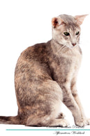 Oriental Shorthair Affirmations Workbook Oriental Shorthair Presents: Positive and Loving Affirmations Workbook. Includes: Mentoring Questions, Guidance, Supporting You.