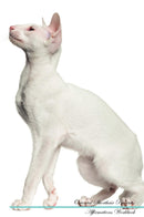 Oriental Shorthair Affirmations Workbook Oriental Shorthair Presents: Positive and Loving Affirmations Workbook. Includes: Mentoring Questions, Guidance, Supporting You.
