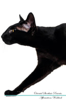 Oriental Shorthair Affirmations Workbook Oriental Shorthair Presents: Positive and Loving Affirmations Workbook. Includes: Mentoring Questions, Guidance, Supporting You.