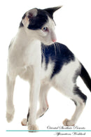 Oriental Shorthair Affirmations Workbook Oriental Shorthair Presents: Positive and Loving Affirmations Workbook. Includes: Mentoring Questions, Guidance, Supporting You.