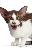 Oriental Shorthair Affirmations Workbook Oriental Shorthair Presents: Positive and Loving Affirmations Workbook. Includes: Mentoring Questions, Guidance, Supporting You.