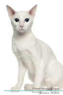 Oriental Shorthair Affirmations Workbook Oriental Shorthair Presents: Positive and Loving Affirmations Workbook. Includes: Mentoring Questions, Guidance, Supporting You.