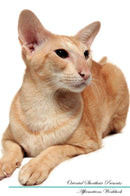 Oriental Shorthair Affirmations Workbook Oriental Shorthair Presents: Positive and Loving Affirmations Workbook. Includes: Mentoring Questions, Guidance, Supporting You.