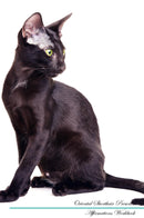 Oriental Shorthair Affirmations Workbook Oriental Shorthair Presents: Positive and Loving Affirmations Workbook. Includes: Mentoring Questions, Guidance, Supporting You.