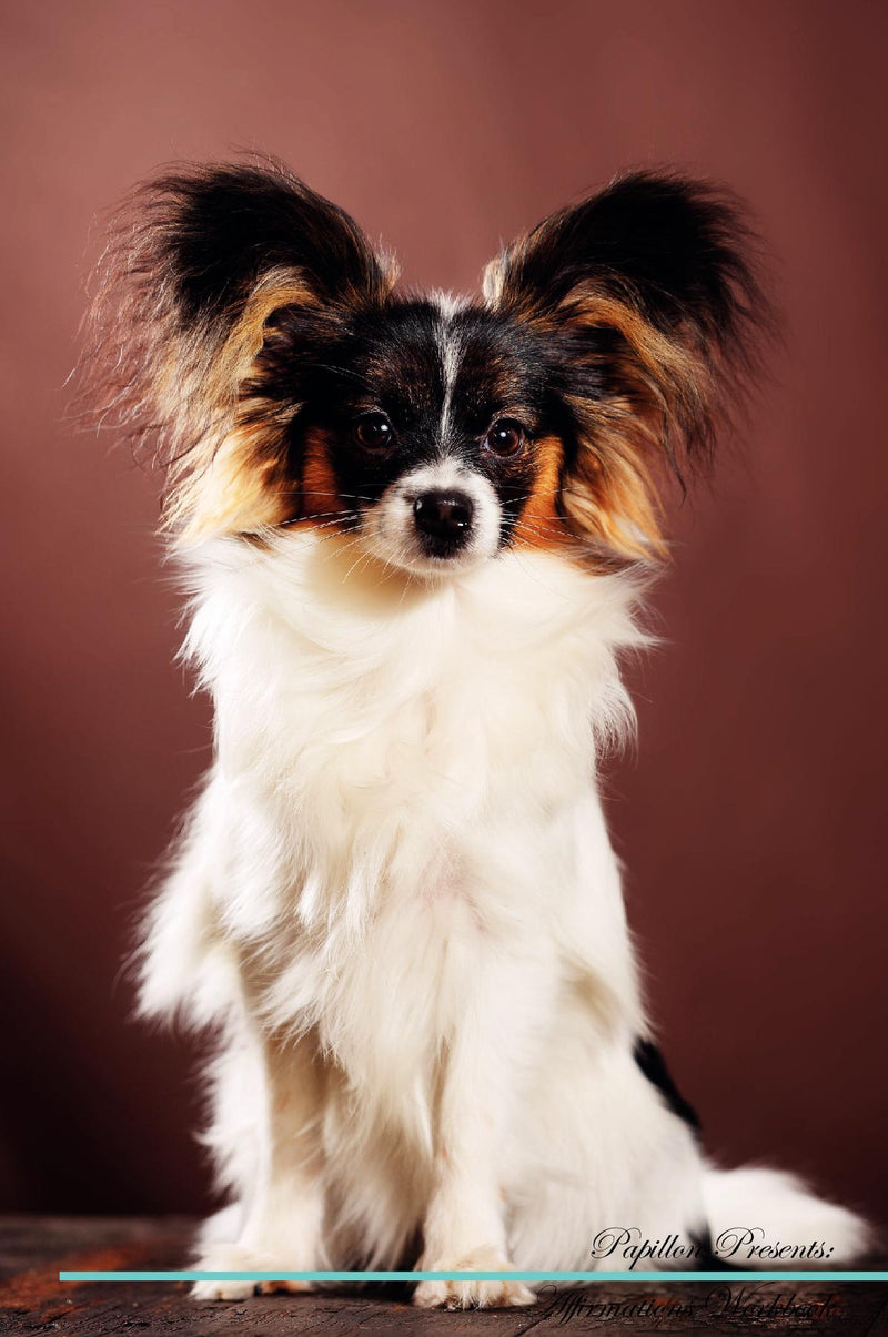 Papillon Affirmations Workbook Papillon Presents: Positive and Loving Affirmations Workbook. Includes: Mentoring Questions, Guidance, Supporting You.