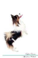 Papillon Affirmations Workbook Papillon Presents: Positive and Loving Affirmations Workbook. Includes: Mentoring Questions, Guidance, Supporting You.