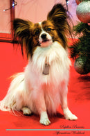 Papillon Affirmations Workbook Papillon Presents: Positive and Loving Affirmations Workbook. Includes: Mentoring Questions, Guidance, Supporting You.