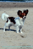 Papillon Affirmations Workbook Papillon Presents: Positive and Loving Affirmations Workbook. Includes: Mentoring Questions, Guidance, Supporting You.