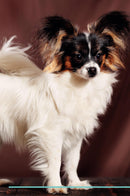 Papillon Affirmations Workbook Papillon Presents: Positive and Loving Affirmations Workbook. Includes: Mentoring Questions, Guidance, Supporting You.