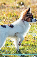 Papillon Affirmations Workbook Papillon Presents: Positive and Loving Affirmations Workbook. Includes: Mentoring Questions, Guidance, Supporting You.