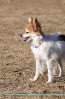 Papillon Affirmations Workbook Papillon Presents: Positive and Loving Affirmations Workbook. Includes: Mentoring Questions, Guidance, Supporting You.