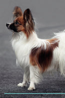 Papillon Affirmations Workbook Papillon Presents: Positive and Loving Affirmations Workbook. Includes: Mentoring Questions, Guidance, Supporting You.