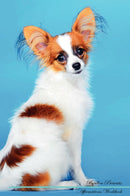 Papillon Affirmations Workbook Papillon Presents: Positive and Loving Affirmations Workbook. Includes: Mentoring Questions, Guidance, Supporting You.