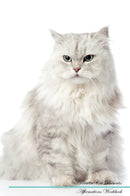 Persian Cat Affirmations Workbook Persian Cat Presents: Positive and Loving Affirmations Workbook. Includes: Mentoring Questions, Guidance, Supporting You.