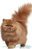 Persian Cat Affirmations Workbook Persian Cat Presents: Positive and Loving Affirmations Workbook. Includes: Mentoring Questions, Guidance, Supporting You.