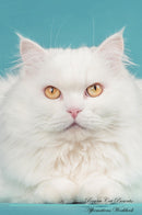 Persian Cat Affirmations Workbook Persian Cat Presents: Positive and Loving Affirmations Workbook. Includes: Mentoring Questions, Guidance, Supporting You.