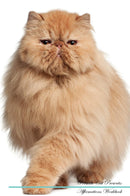 Persian Cat Affirmations Workbook Persian Cat Presents: Positive and Loving Affirmations Workbook. Includes: Mentoring Questions, Guidance, Supporting You.