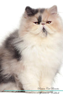 Persian Cat Affirmations Workbook Persian Cat Presents: Positive and Loving Affirmations Workbook. Includes: Mentoring Questions, Guidance, Supporting You.