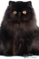 Persian Cat Affirmations Workbook Persian Cat Presents: Positive and Loving Affirmations Workbook. Includes: Mentoring Questions, Guidance, Supporting You.