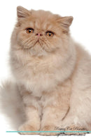 Persian Cat Affirmations Workbook Persian Cat Presents: Positive and Loving Affirmations Workbook. Includes: Mentoring Questions, Guidance, Supporting You.