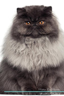 Persian Cat Affirmations Workbook Persian Cat Presents: Positive and Loving Affirmations Workbook. Includes: Mentoring Questions, Guidance, Supporting You.