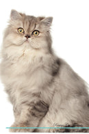 Persian Cat Affirmations Workbook Persian Cat Presents: Positive and Loving Affirmations Workbook. Includes: Mentoring Questions, Guidance, Supporting You.