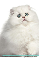 Persian Cat Affirmations Workbook Persian Cat Presents: Positive and Loving Affirmations Workbook. Includes: Mentoring Questions, Guidance, Supporting You.