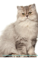 Persian Cat Affirmations Workbook Persian Cat Presents: Positive and Loving Affirmations Workbook. Includes: Mentoring Questions, Guidance, Supporting You.