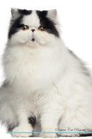 Persian Cat Affirmations Workbook Persian Cat Presents: Positive and Loving Affirmations Workbook. Includes: Mentoring Questions, Guidance, Supporting You.