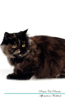 Persian Cat Affirmations Workbook Persian Cat Presents: Positive and Loving Affirmations Workbook. Includes: Mentoring Questions, Guidance, Supporting You.