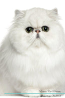 Persian Cat Affirmations Workbook Persian Cat Presents: Positive and Loving Affirmations Workbook. Includes: Mentoring Questions, Guidance, Supporting You.