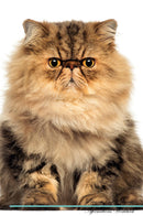 Persian Cat Affirmations Workbook Persian Cat Presents: Positive and Loving Affirmations Workbook. Includes: Mentoring Questions, Guidance, Supporting You.