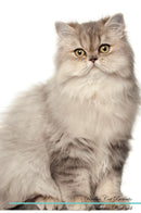 Persian Cat Affirmations Workbook Persian Cat Presents: Positive and Loving Affirmations Workbook. Includes: Mentoring Questions, Guidance, Supporting You.